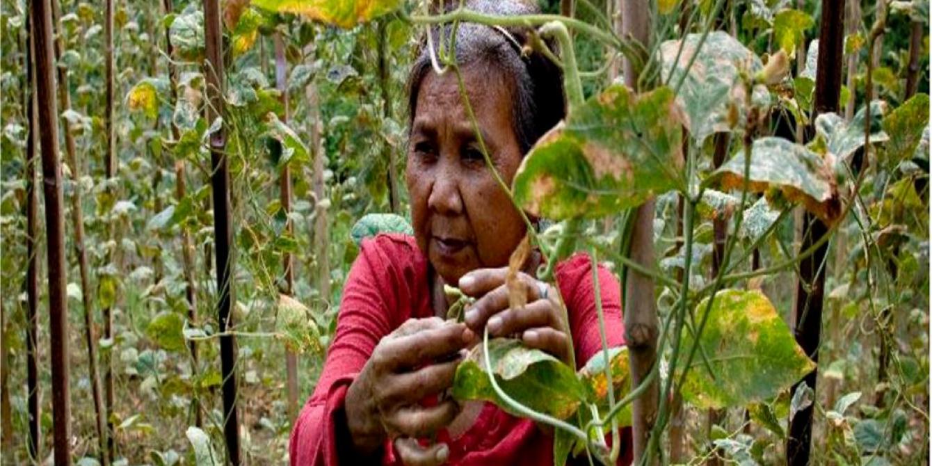 The cause of dualism within the agriculture sector becomes startlingly obvious - food retail is growing but food exporting countries and their agribusiness allies and not the domestic small producers like Nita Oigoan of Rizal are the ones primarily benefitting from it. (Original photo: Veejay Villafranca) The cause of dualism within the agriculture sector becomes startlingly obvious - food retail is growing but food exporting countries and their agribusiness allies and not the domestic small producers like Nita Oigoan of Rizal are the ones primarily benefitting from it. (Original photo: Veejay Villafranca)
